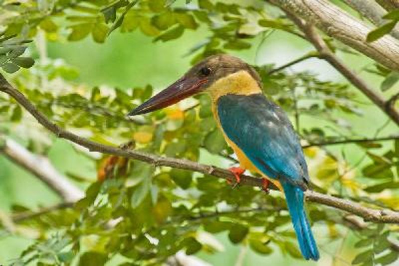 Stork billed Kingfisher