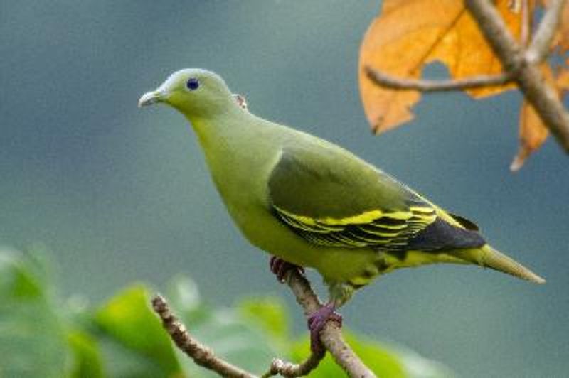 Grey fronted Green Pigeon