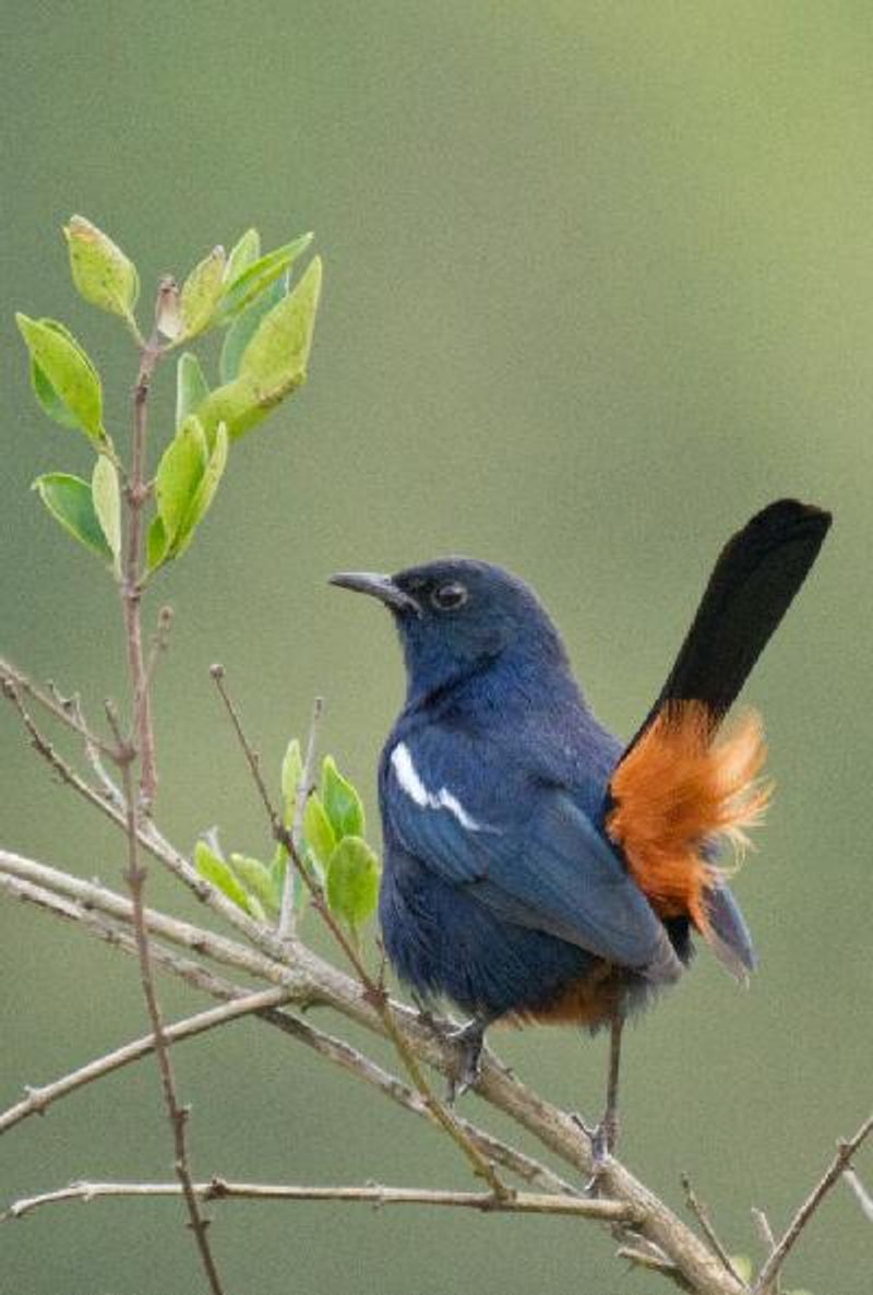 Indian Robin