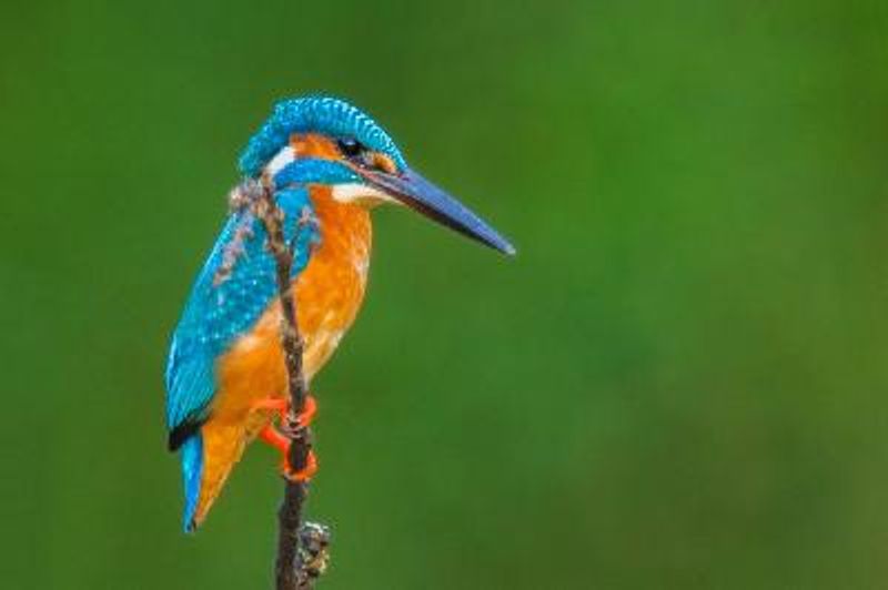 Common Kingfisher