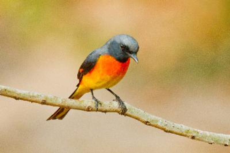 Small Minivet