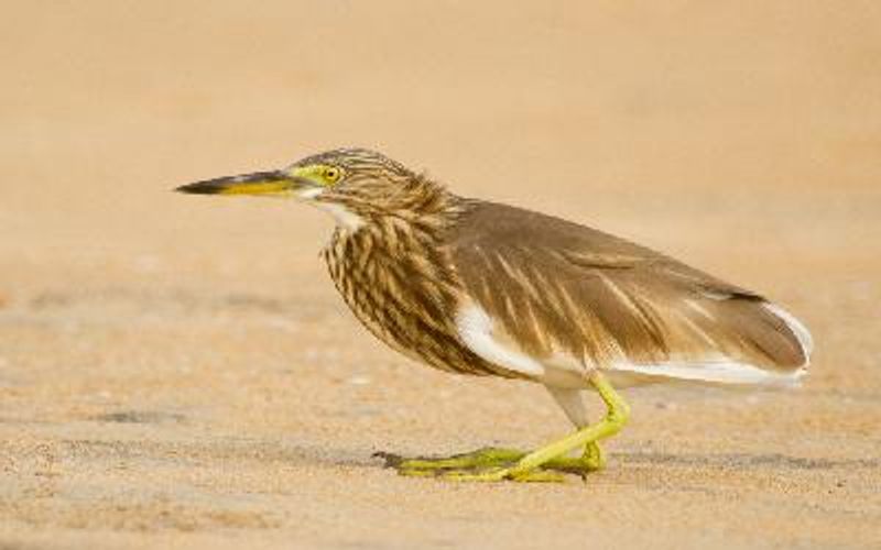 Indian Pond Heron