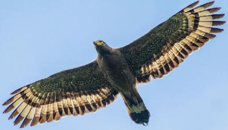 Crested Serpent Eagle