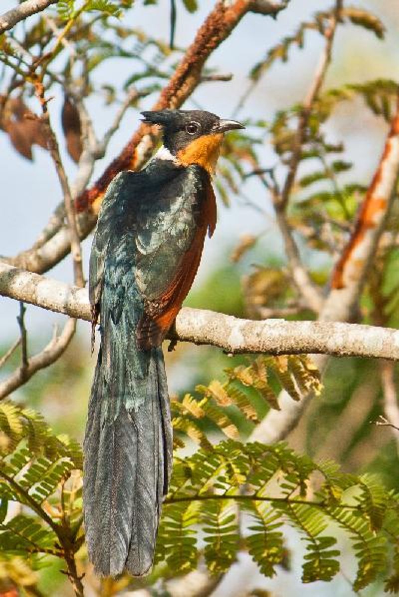 Chestnut winged Cuckoo