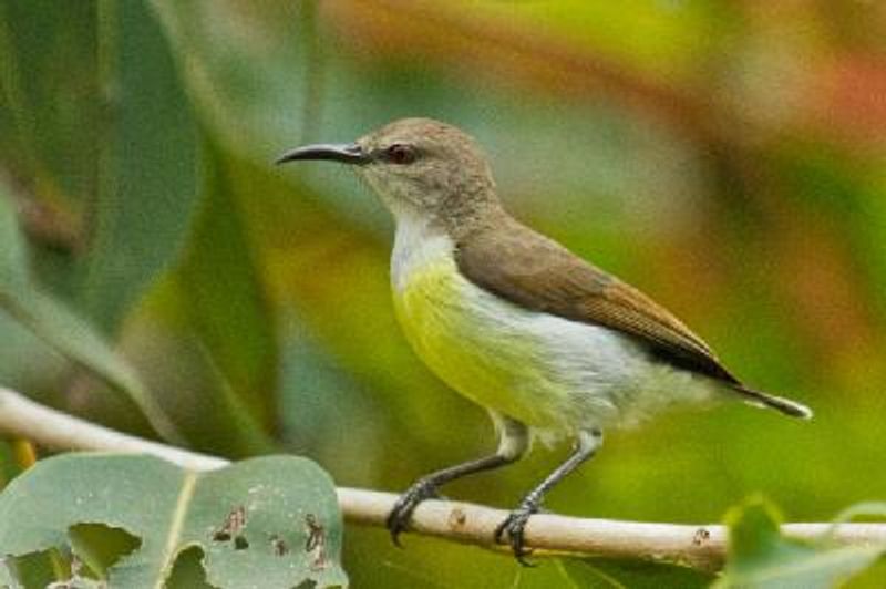 Purple rumped Sunbird