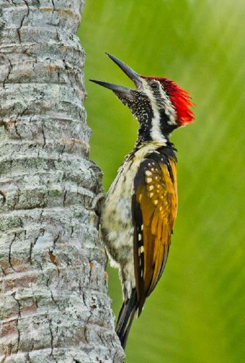 Black rumped Flameback