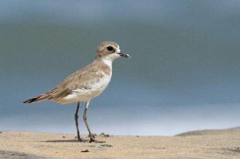 Lesser Sand Plover