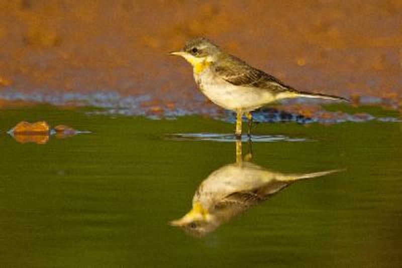 Western Yellow Wagtail