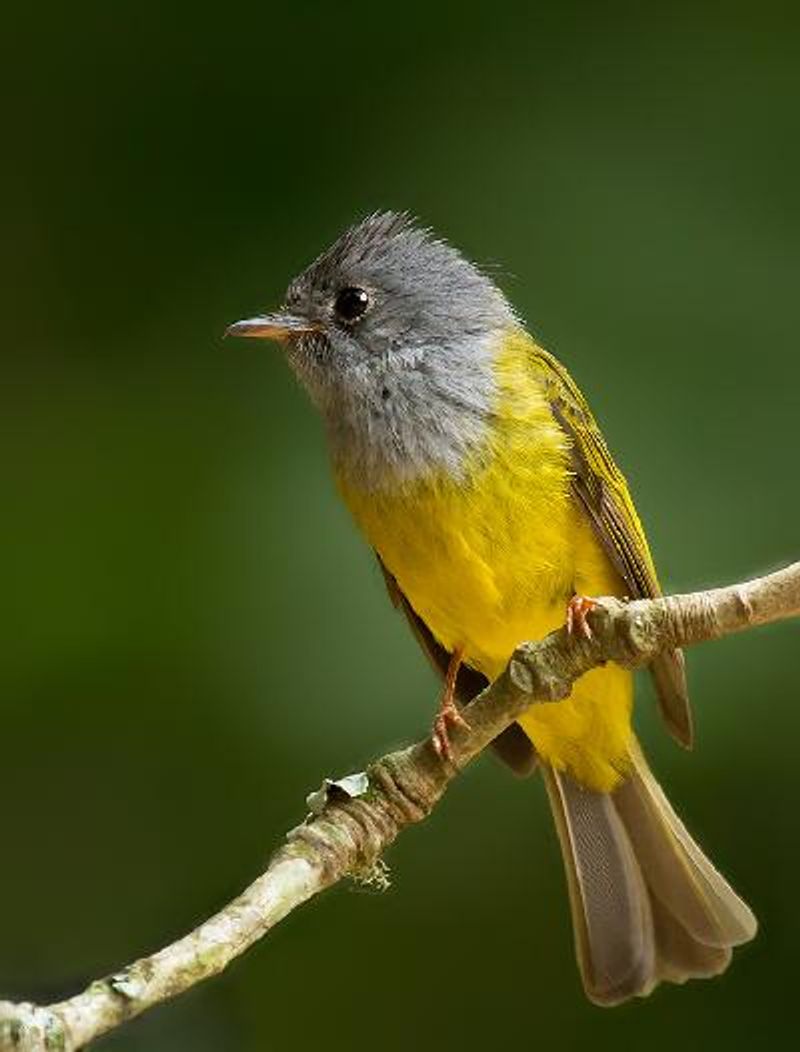 Grey headed Canary flycatcher