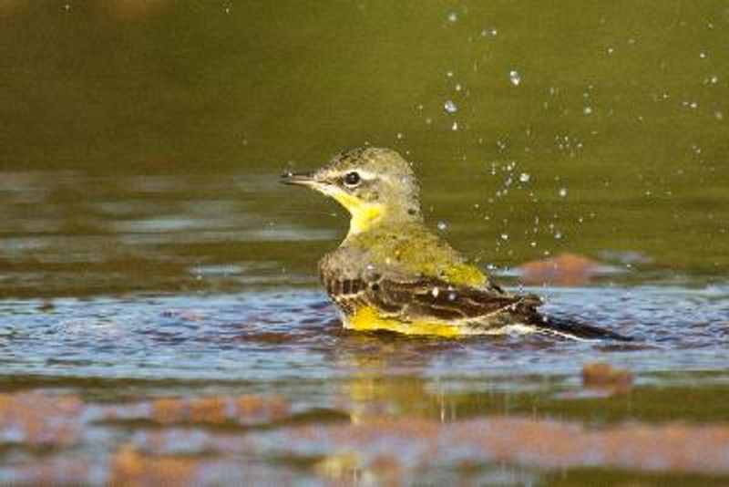 Western Yellow Wagtail