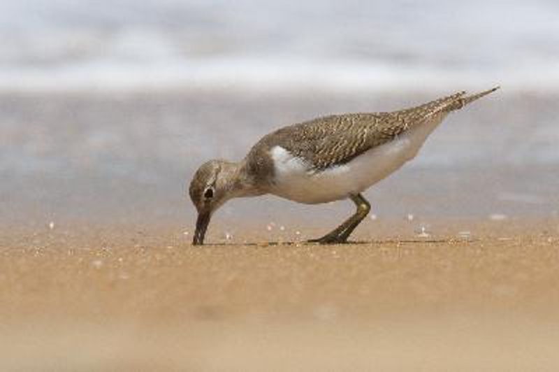 Common Sandpiper