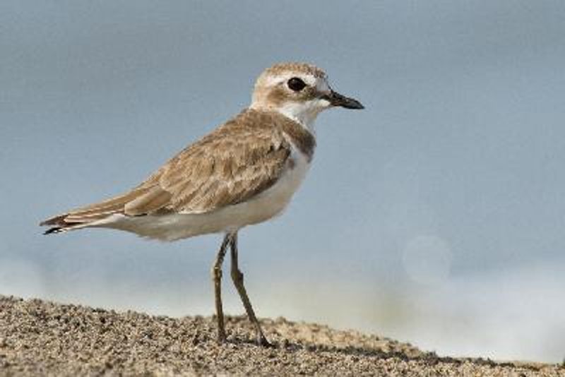 Lesser Sand Plover