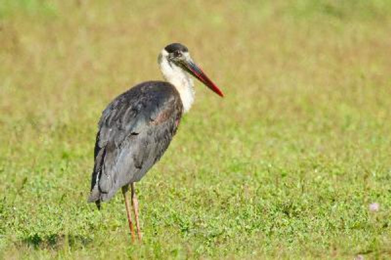 Woolly necked Stork