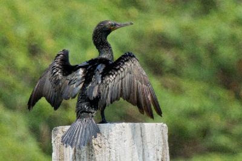 Indian Cormorant