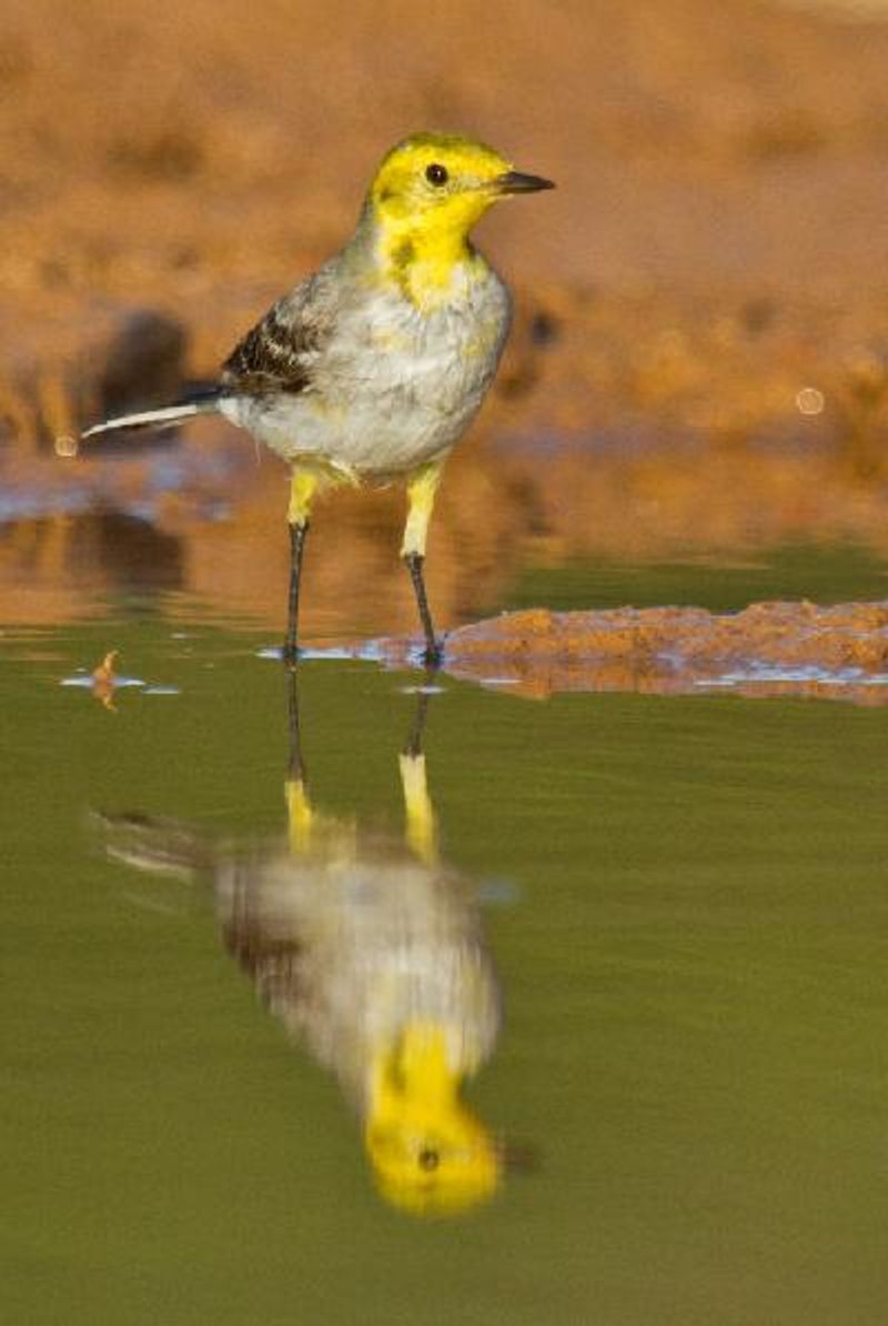 Citrine Wagtail