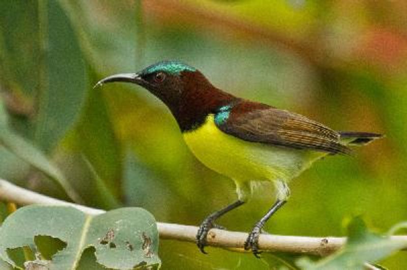 Purple rumped Sunbird