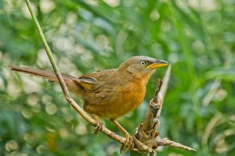 Rufous Babbler