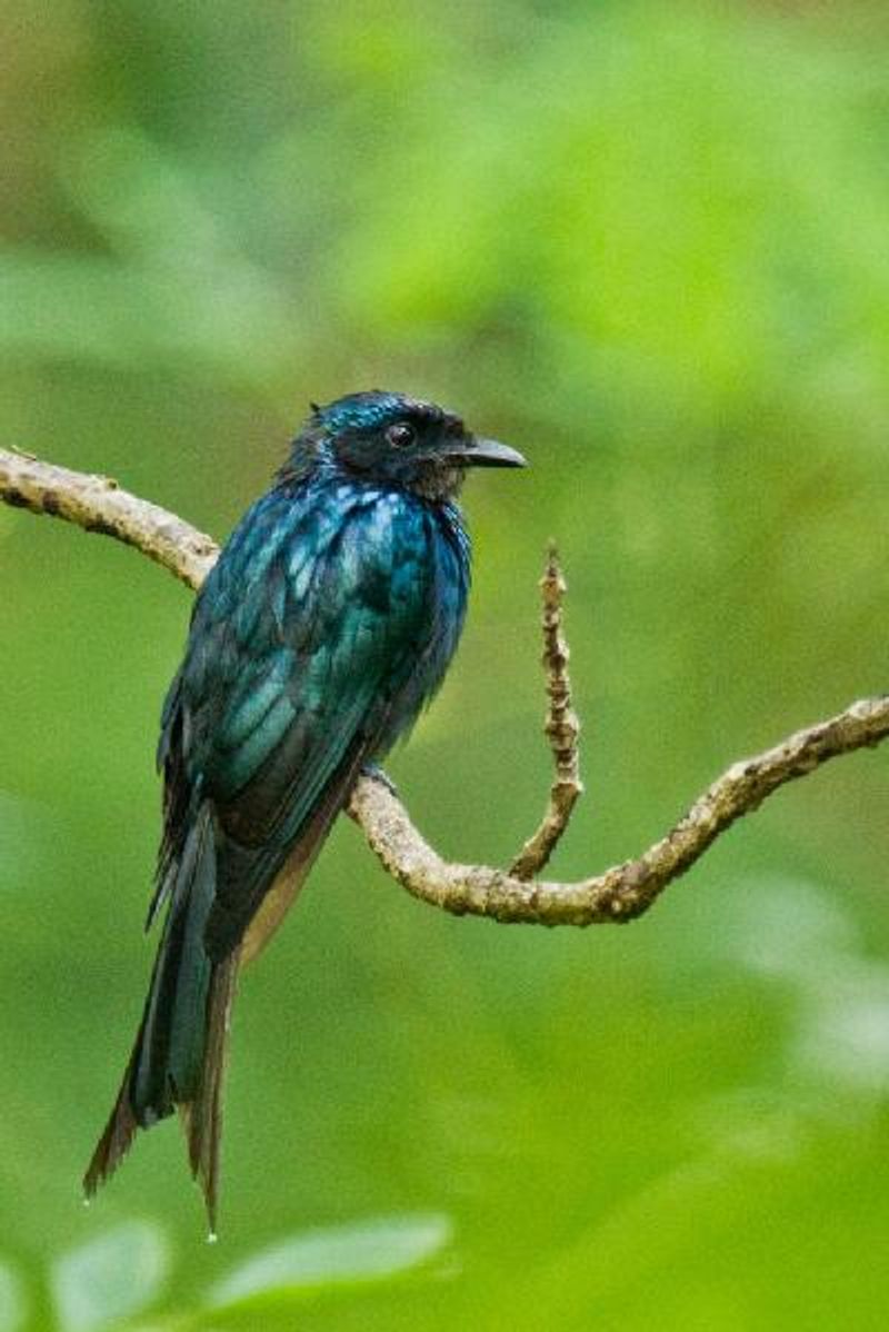 Bronzed Drongo