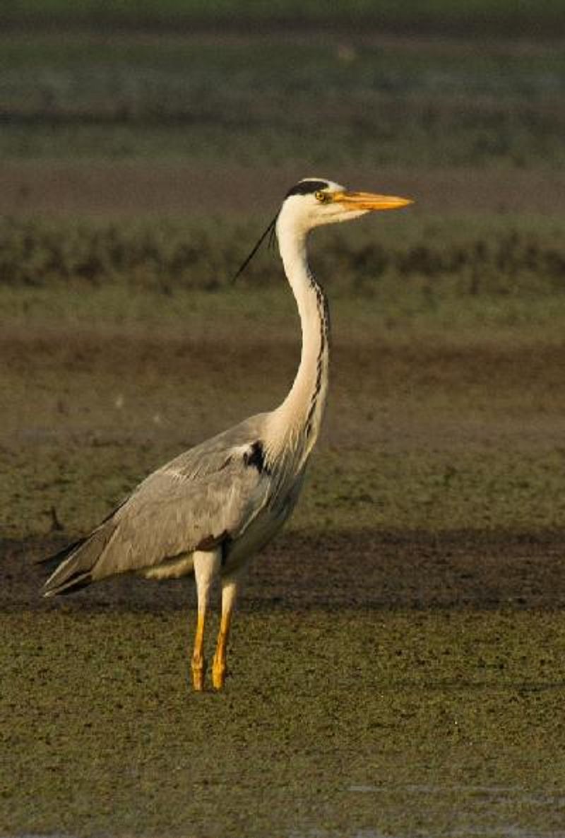 Grey Heron