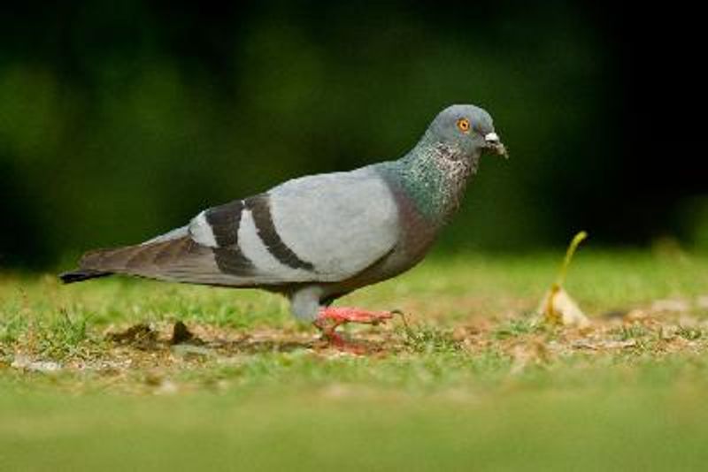 Rock Pigeon