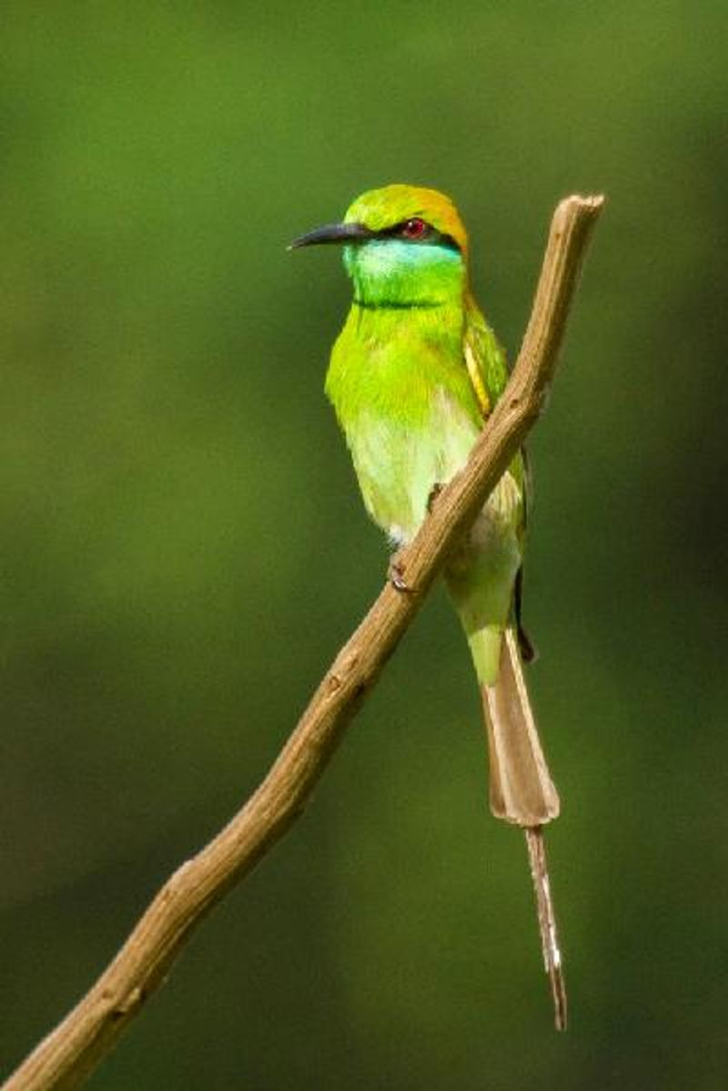 Green Bee eater