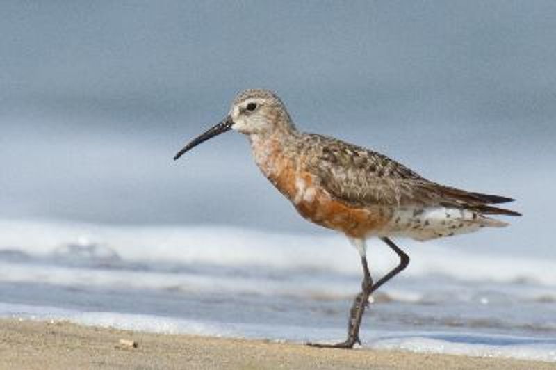 Curlew Sandpiper