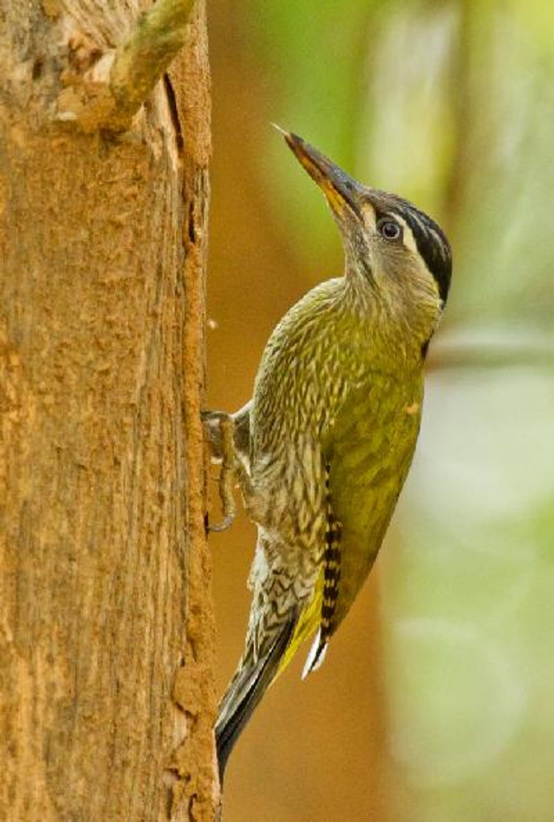 Streak throated Woodpecker