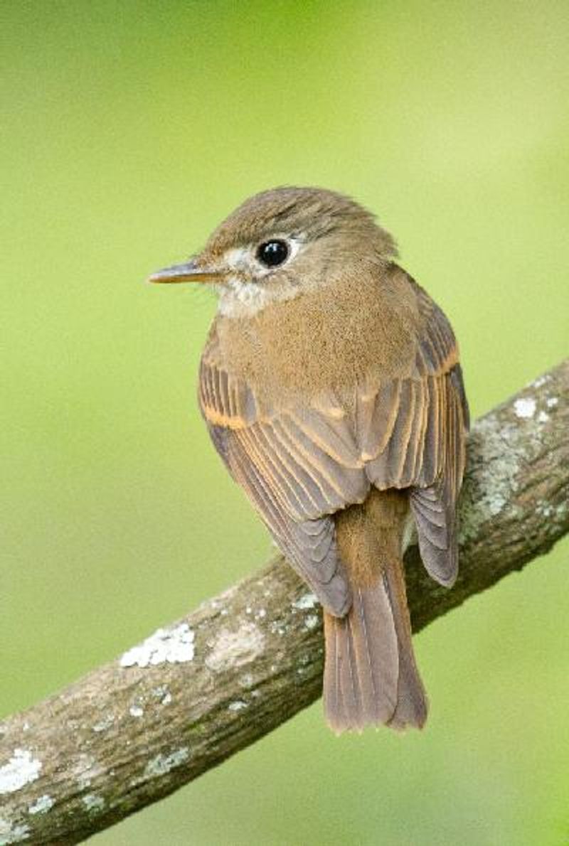 Brown breasted Flycatcher