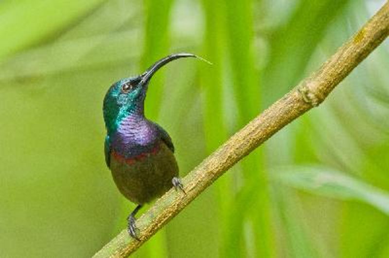 Loten's Sunbird