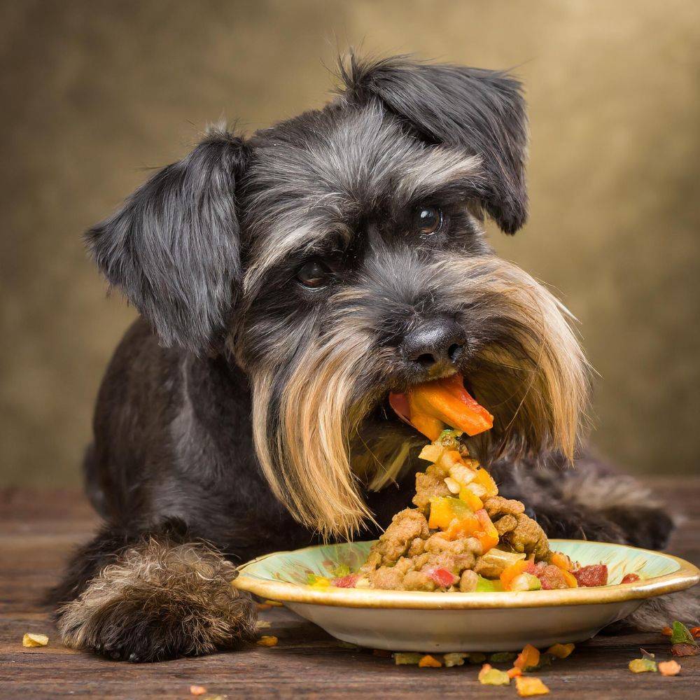 the best healthy food available for your dog ceqoa