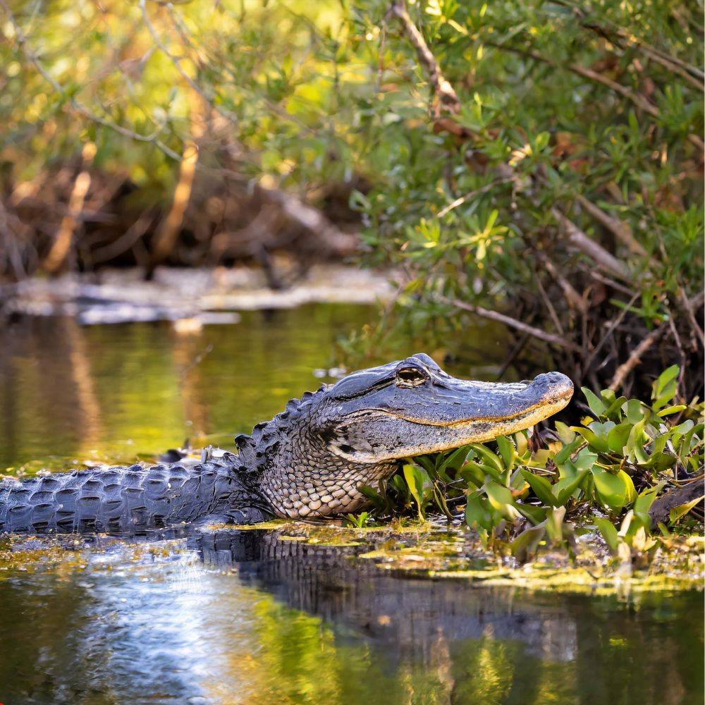 food option you can give american alligator yvgnk