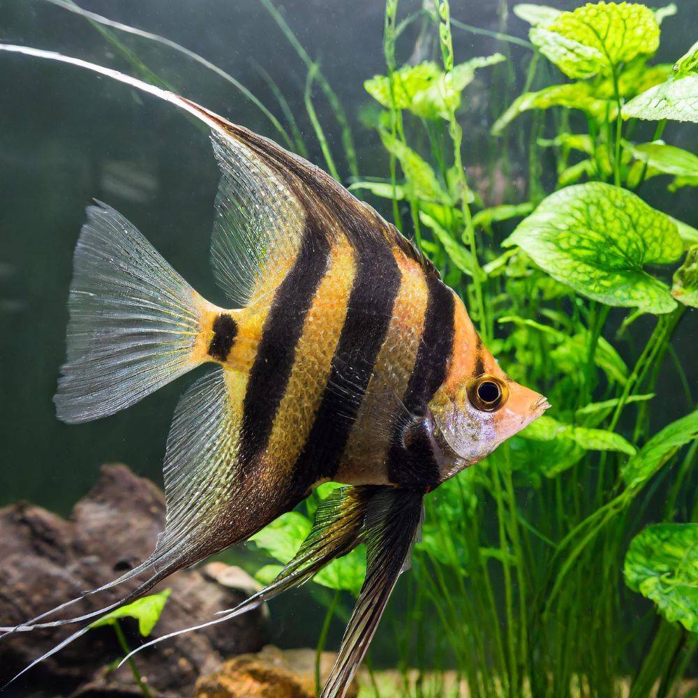 how you can keep your angelfish healthy and smart dqdbo
