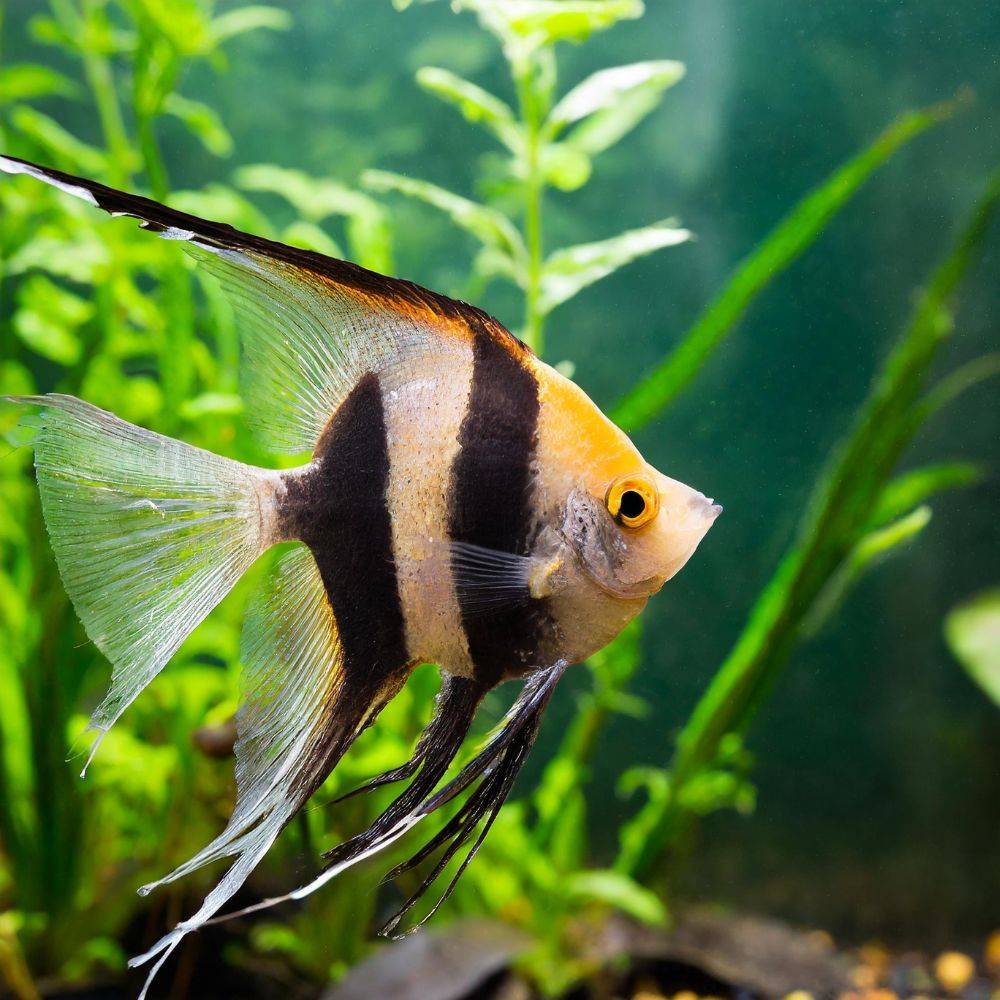 the-best-toys-angelfish-like-playing-with