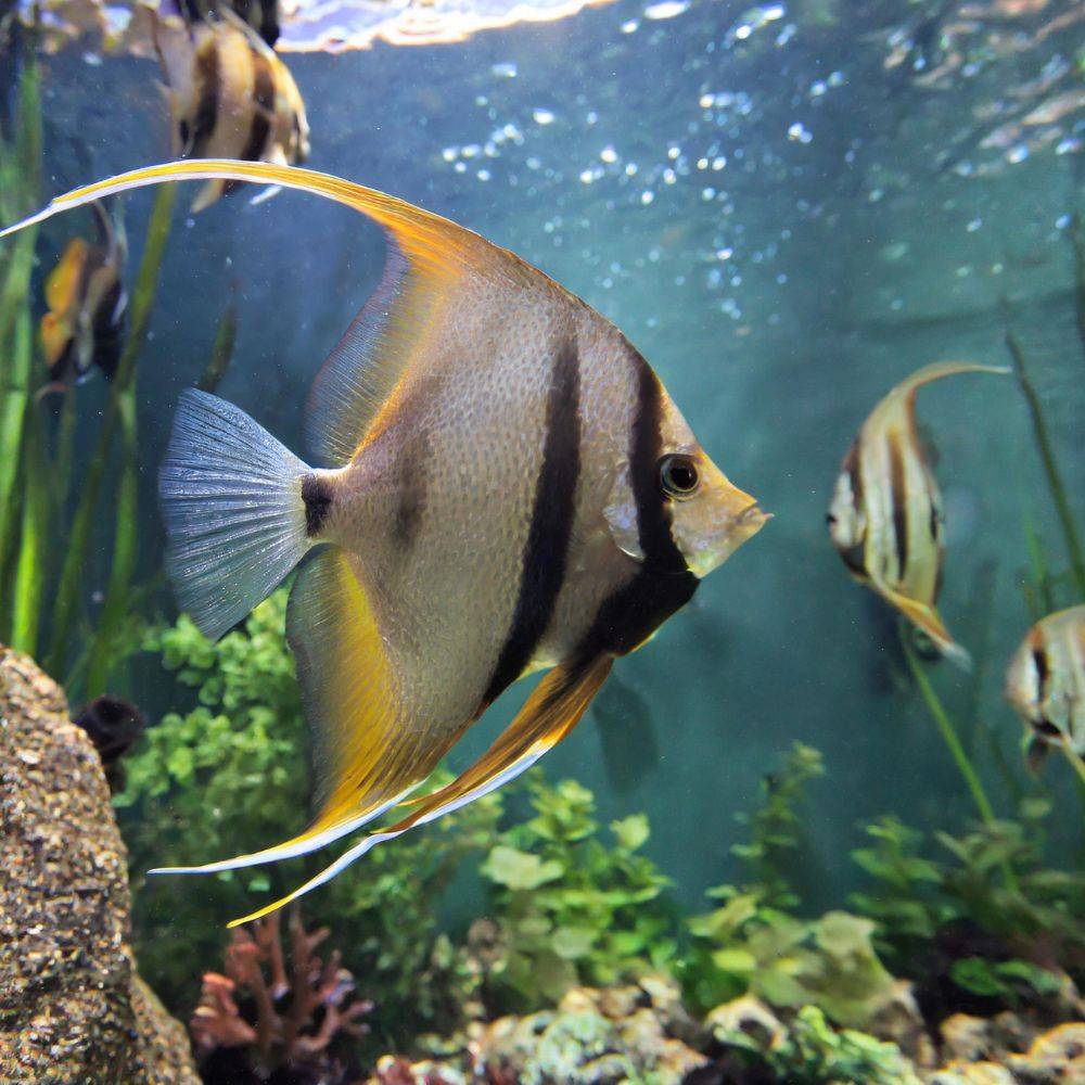 the-food-you-need-for-your-angelfish