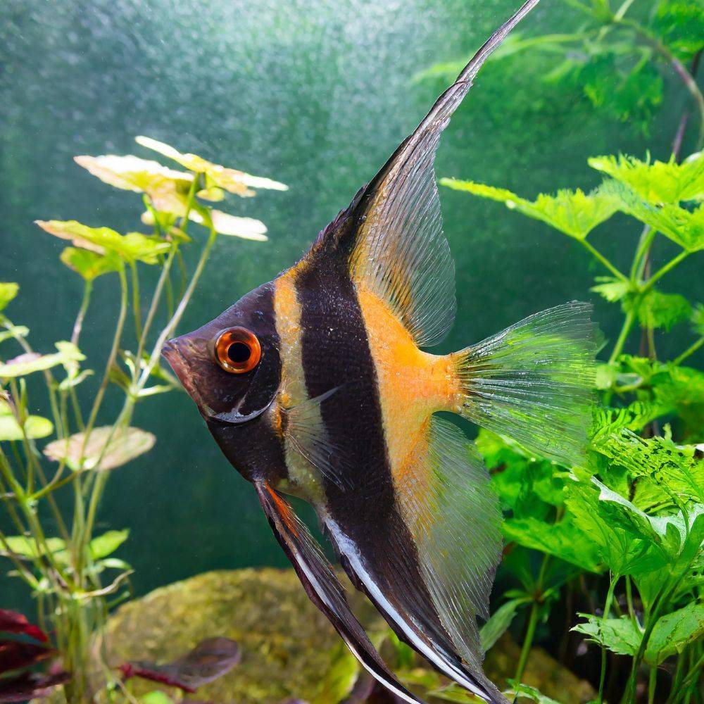 you-buy-quality-products-for-your-angelfish