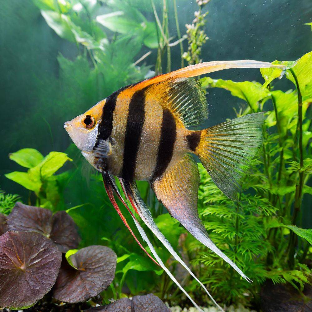 your-angelfish-with-various-grooming-options