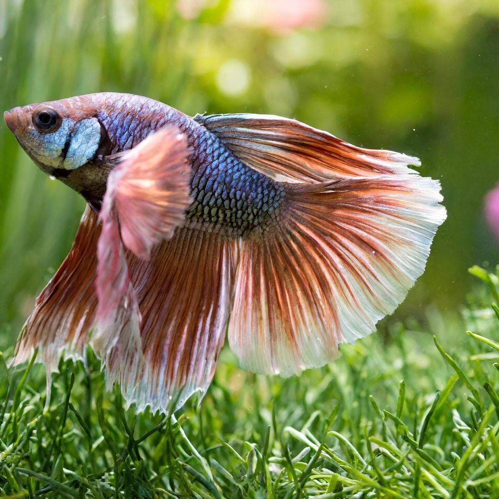 healthy food you can offer your betta pallifina itest
