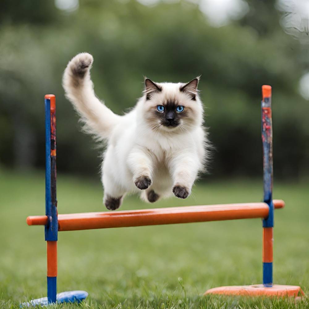 training frquncy timing and training for cats