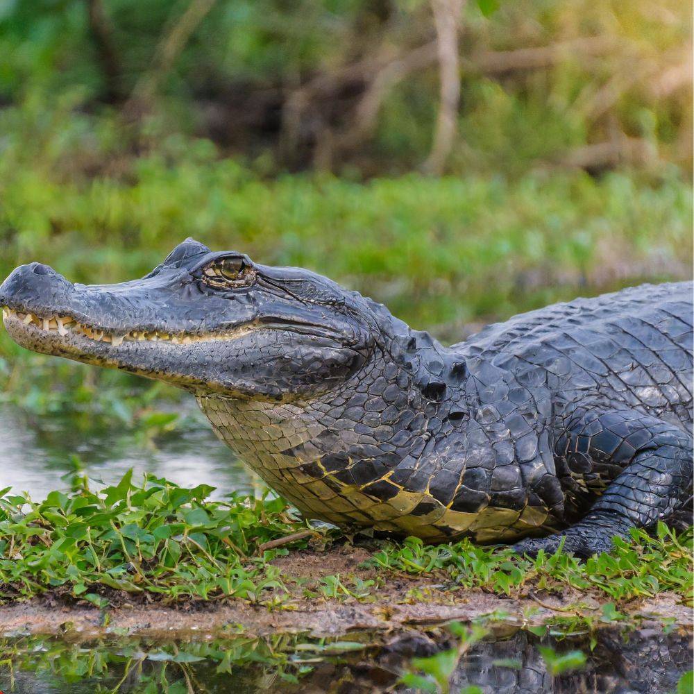 the perfect food you can offer your black caiman dvzgn