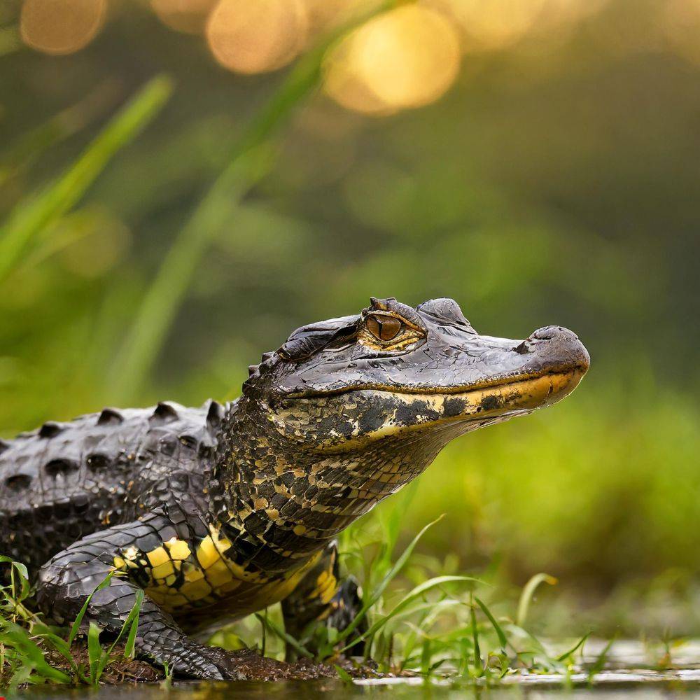 how to keep black caiman healthy and smart