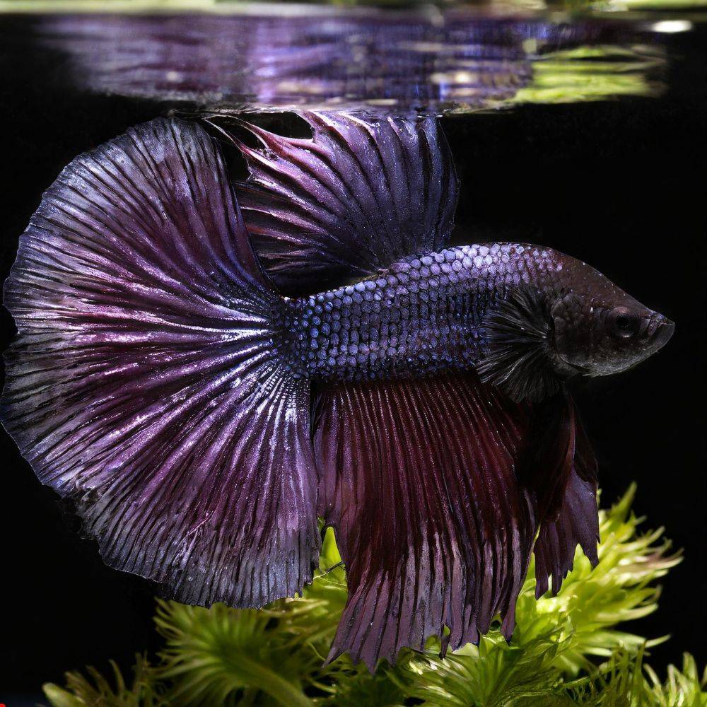 you can keep your black orchid betta healthy ovbwv