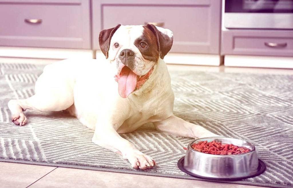 healthy food options for your boxer