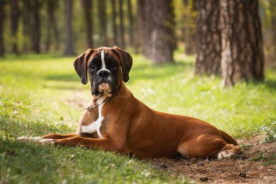 things to take care of during boxer breaking oygrua