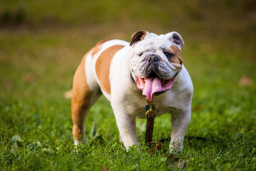 basic descriptions of bulldogs and their behaviour