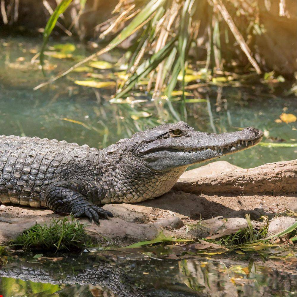 different healthy options for chinese alligators cbufz