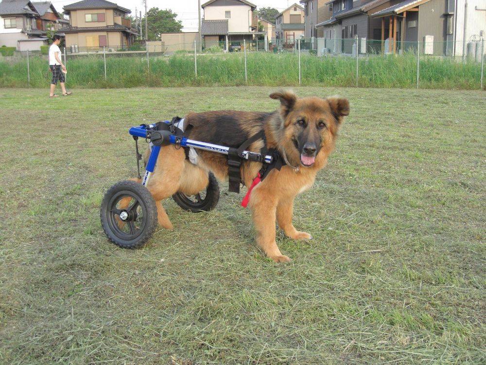 german-shepherd-dog-degenerative-myelopathy