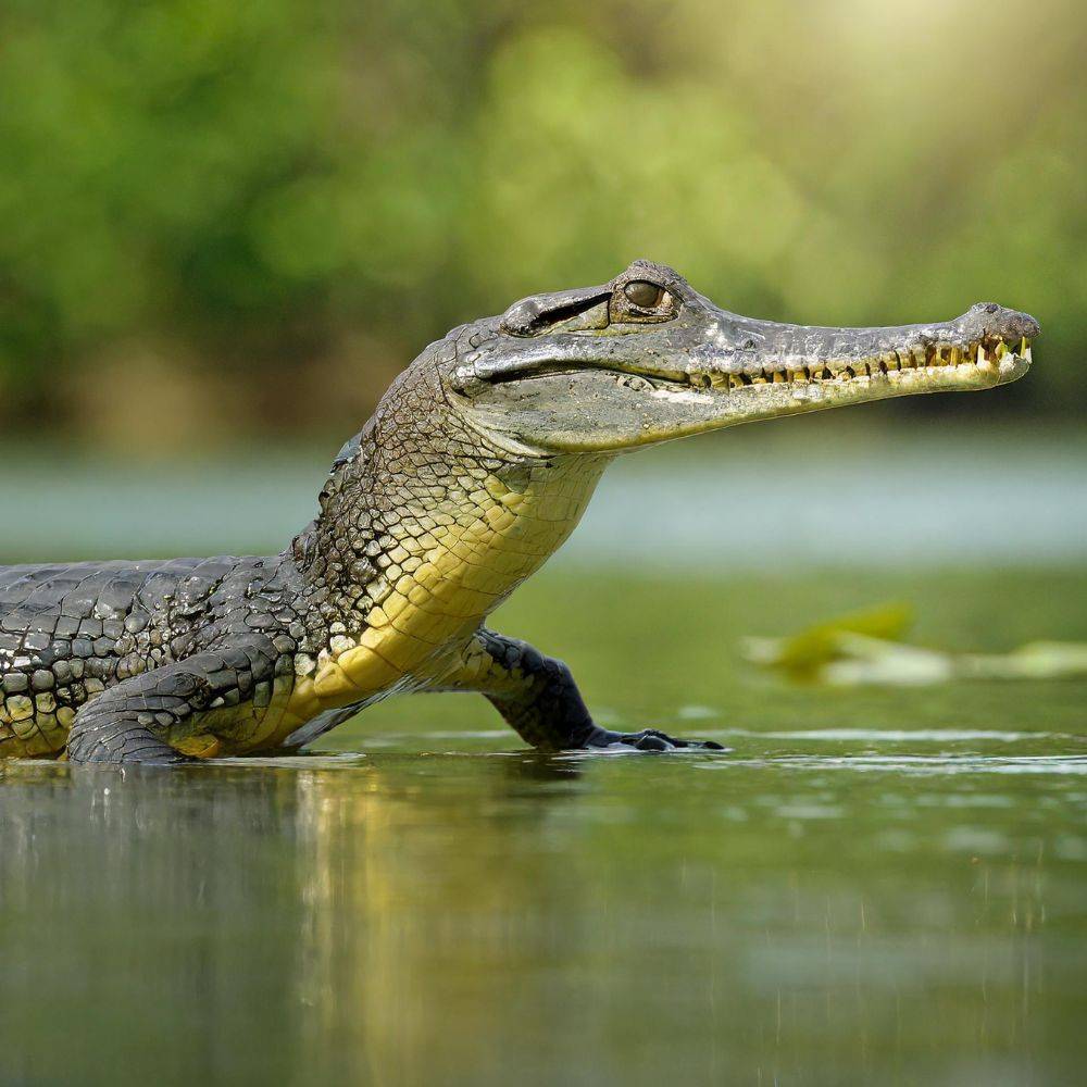 how-do-you-keep-your-gharial-healthy-and-smart