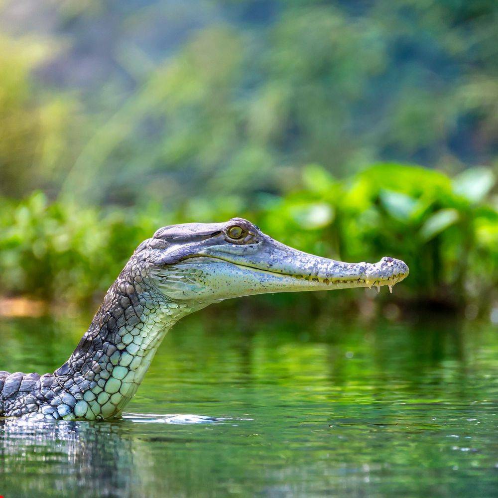 how-to-treat-diseases-that-affect-gharial