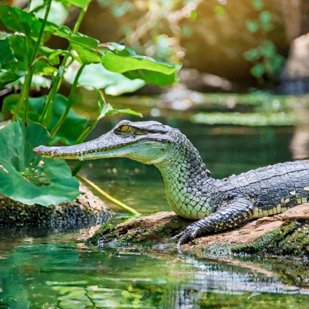 your-gharial-behavior-and-how-to-train-them