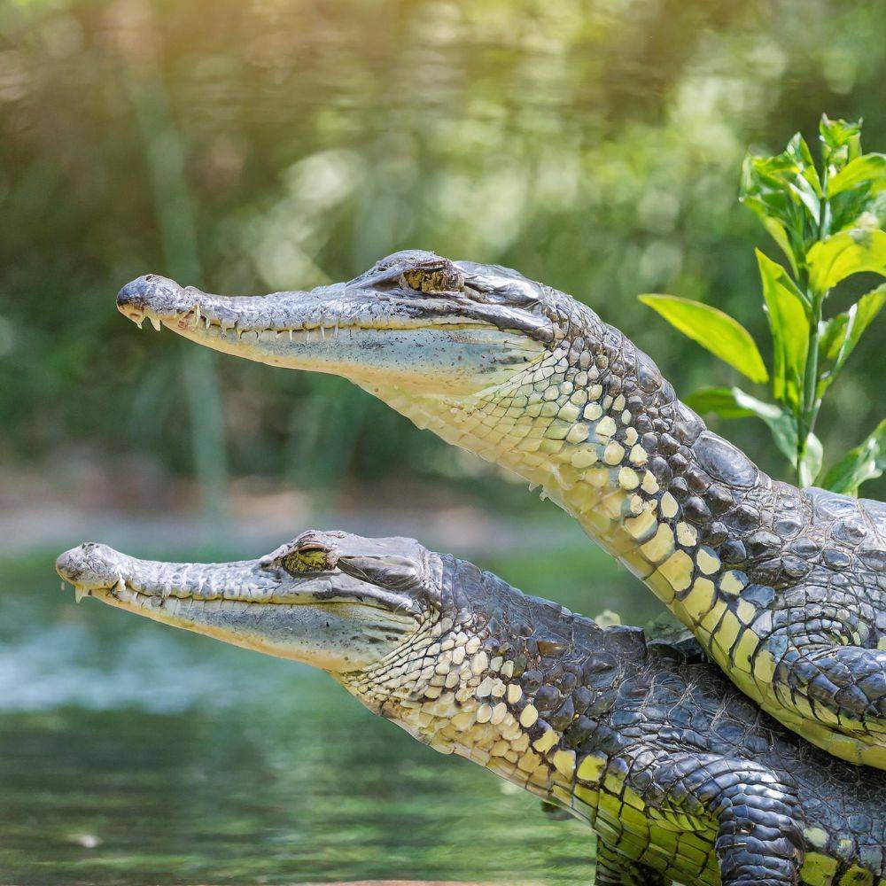 the best time for gharial to have sex vdufb